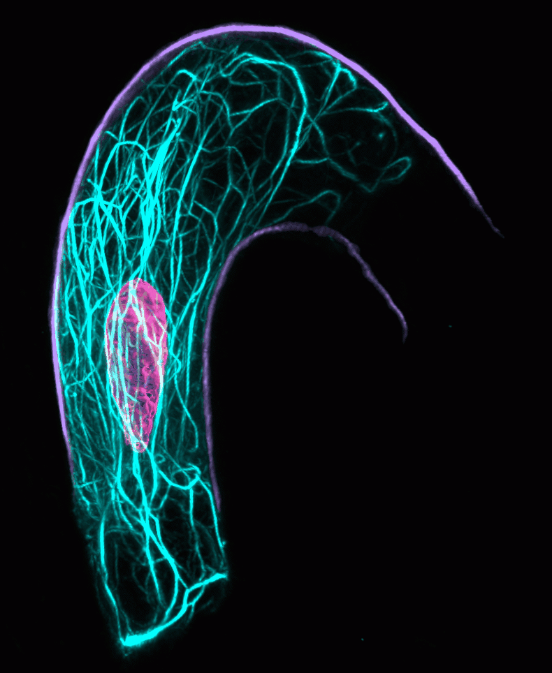 F-actin in the Arabidopsis female gamete cell